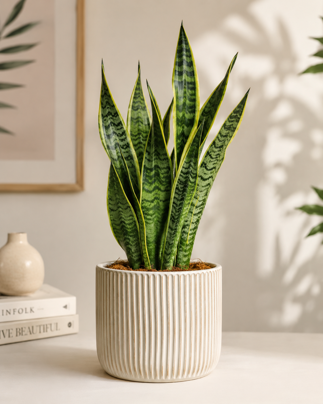 Spider Plant plant – buy online from trusted nurseries near you on Pricklo