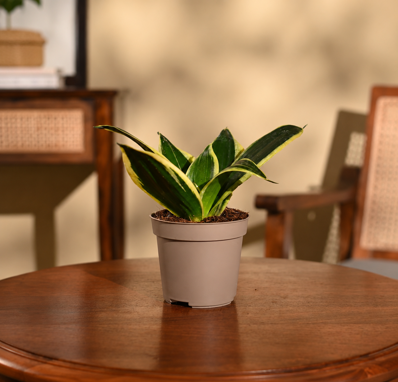 Dracaena