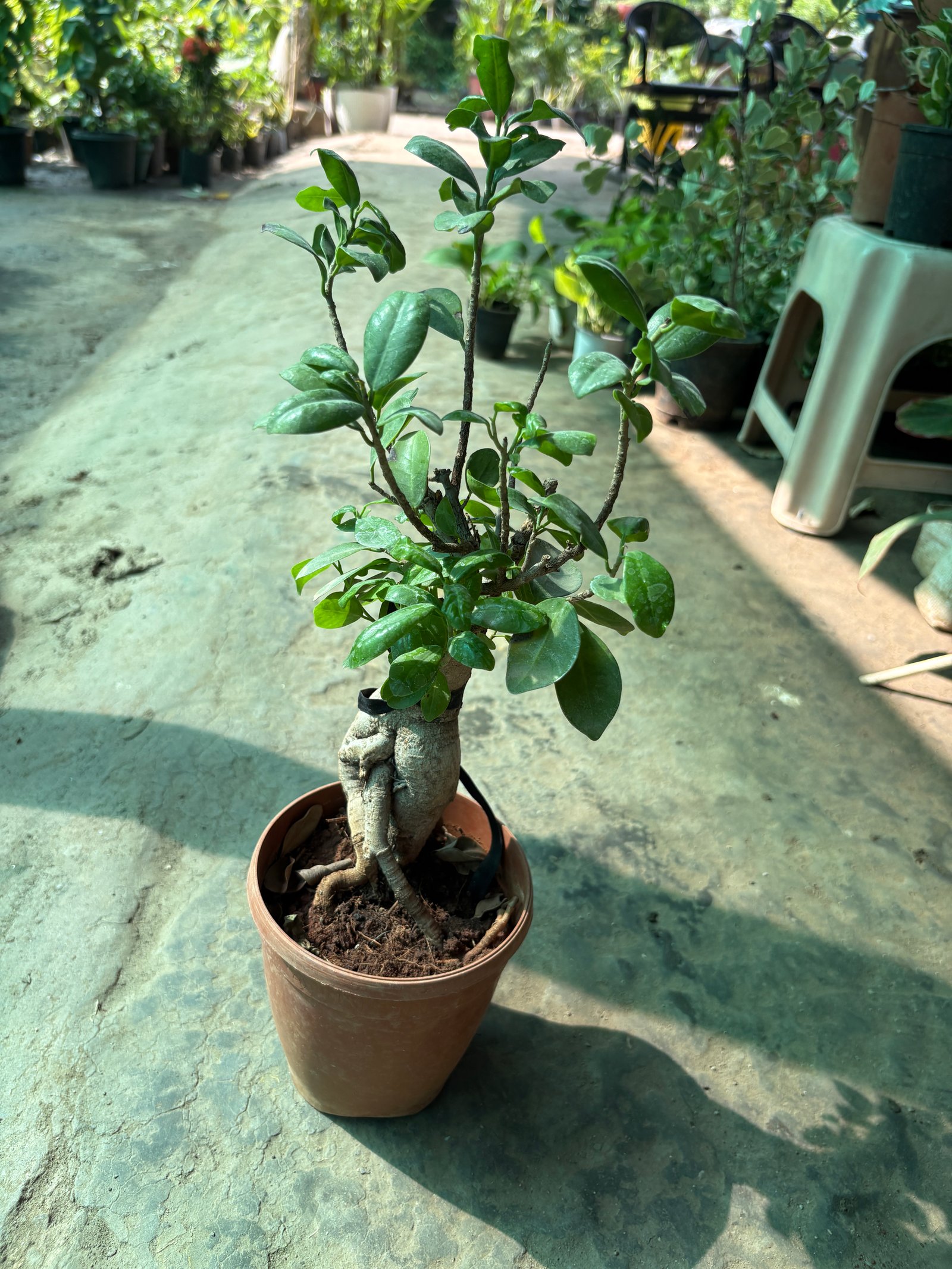 Bonsai