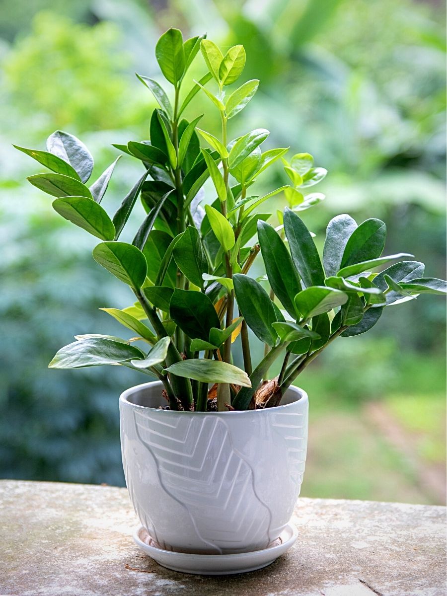 Money Plant plant – buy online from trusted nurseries near you on Pricklo