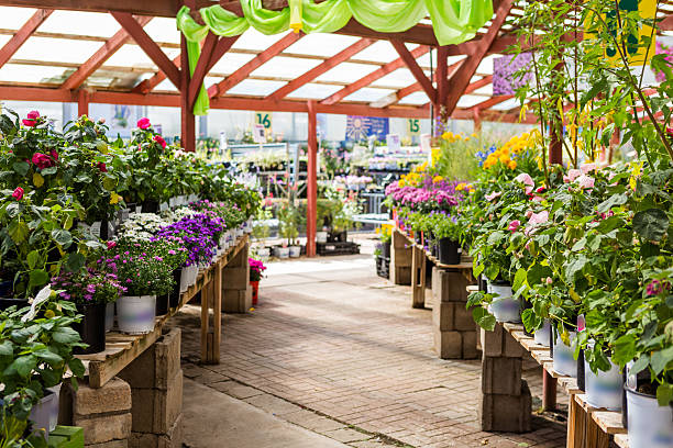Rohit nursery  nursery – buy plants online from this trusted nursery on Pricklo